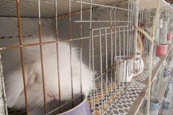 垂耳兔怎么養(yǎng) 垂耳兔養(yǎng)殖技術(shù)與注意事項