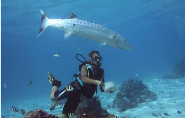 帶魚生活在海底多少米 皇帶魚最長有多少米