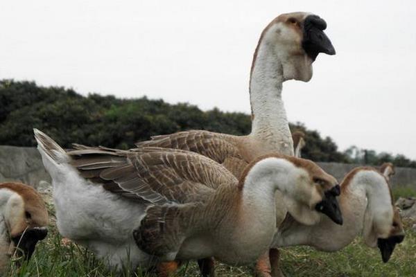 獅頭鵝產地在哪里 獅頭鵝怎么分公母