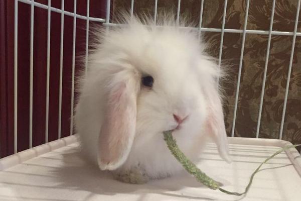 垂耳兔長大后很丑嗎 垂耳兔中什么顏色最貴