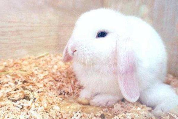 垂耳兔長大后很丑嗎 垂耳兔中什么顏色最貴