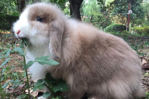 垂耳兔長大后很丑嗎 垂耳兔中什么顏色最貴