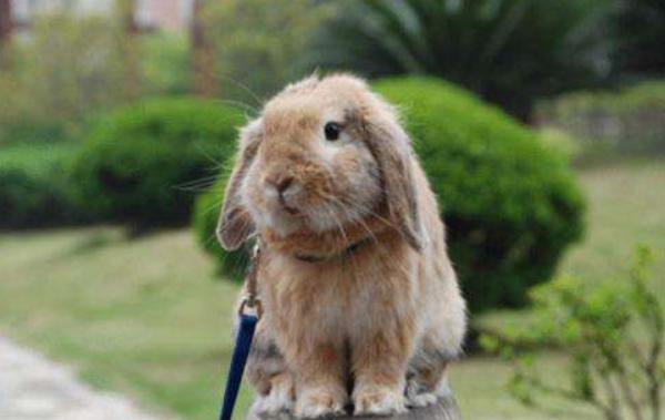 垂耳兔長大后很丑嗎 垂耳兔中什么顏色最貴