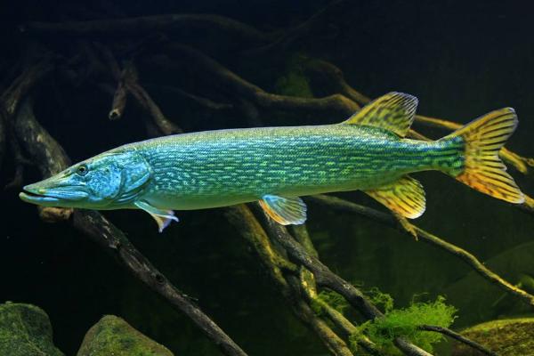 白斑狗魚市場價格多少錢一斤 白斑狗魚苗哪里有賣的