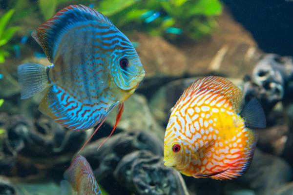 觀賞魚怎么喂食 觀賞魚的壽命有多長