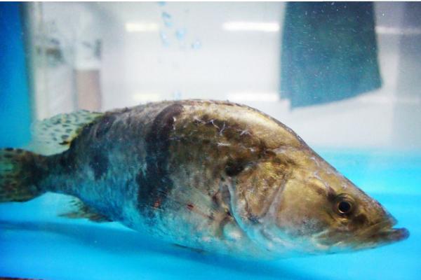 桂魚市場價格多少錢一斤 如何選購桂魚