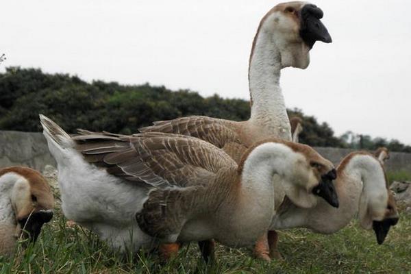 獅頭鵝鵝苗市場價格多少錢一只 未來獅頭鵝養殖前景