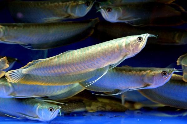 養(yǎng)銀龍魚(yú)水溫多少合適 銀龍魚(yú)喂什么飼料最好