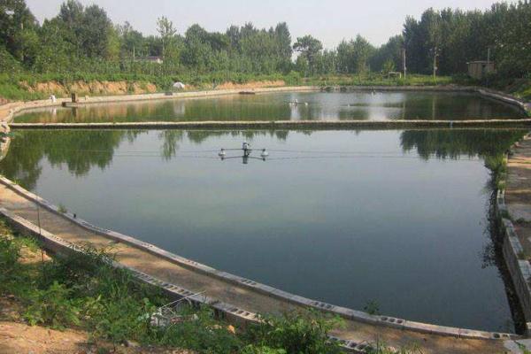 一畝魚塘能養(yǎng)多少魚 魚塘養(yǎng)殖什么最賺錢