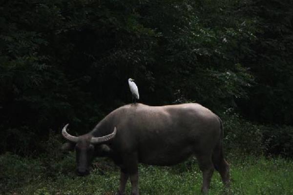 一頭牛市場價(jià)格多少錢 一頭牛能賣多少錢