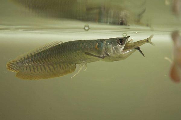 銀龍魚不吃食能活多久 銀龍魚掉眼怎么治