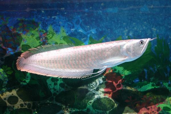 銀龍魚吃顆粒飼料嗎 銀龍魚吃什么飼料最好