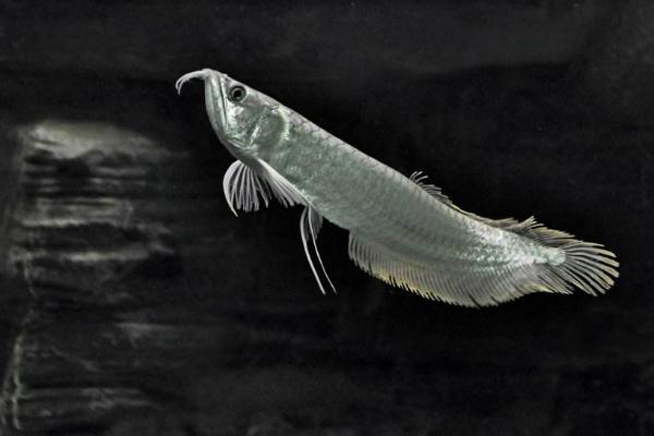 銀龍魚怎么養(yǎng) 銀龍魚養(yǎng)幾條最好