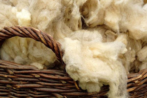 羊毛市場價格多少錢一斤 我國的羊毛主要出產自哪里