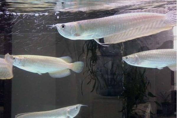 銀龍魚怎么養 銀龍魚養幾條最好