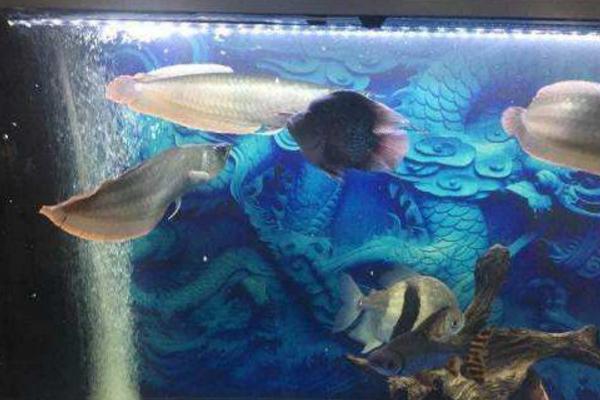 銀龍魚怎么養 銀龍魚養幾條最好