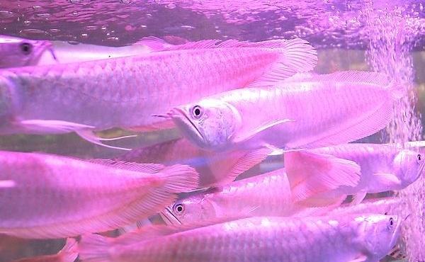 銀龍魚怎么養 銀龍魚養幾條最好