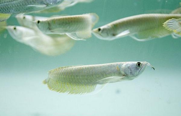 銀龍魚怎么養 銀龍魚養幾條最好