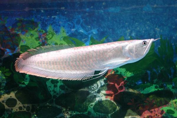 銀龍魚怎么養 銀龍魚養幾條最好