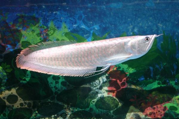 銀龍魚用什么催食開口 銀龍魚公母辨別方法（圖解）