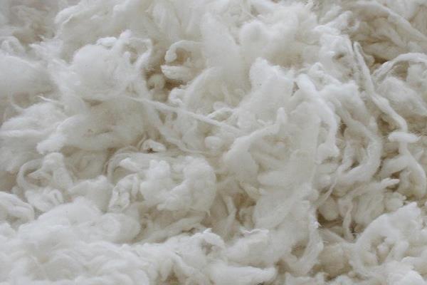 羊毛市場價格多少錢一斤 我國的羊毛主要出產自哪里