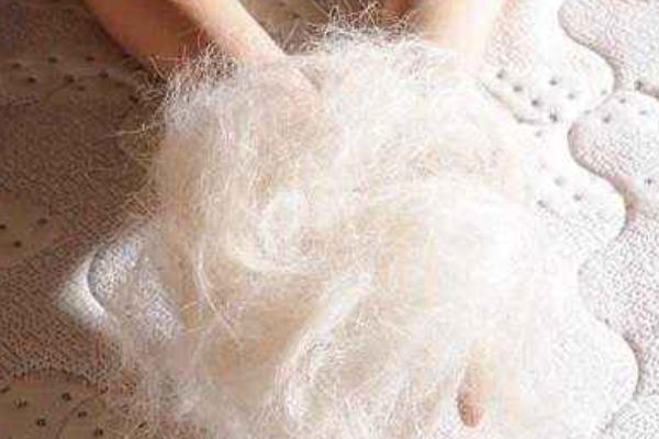 羊毛市場價格多少錢一斤 我國的羊毛主要出產自哪里