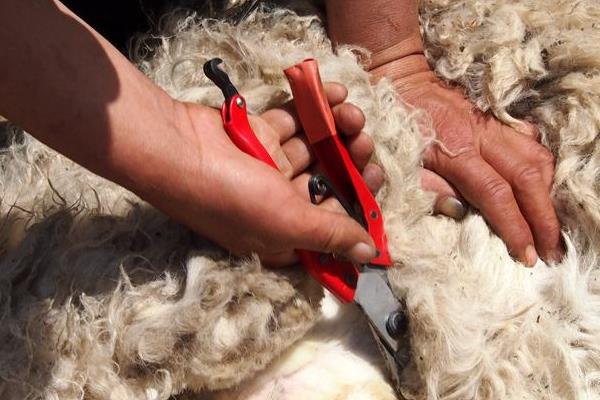 羊毛市場價格多少錢一斤 我國的羊毛主要出產自哪里