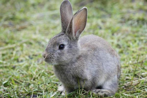 怎么養兔子 養兔子要注意什么