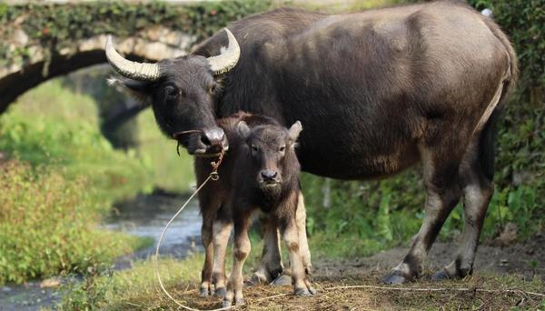 小水牛市場價格多少錢一頭  水牛養殖前景怎么樣