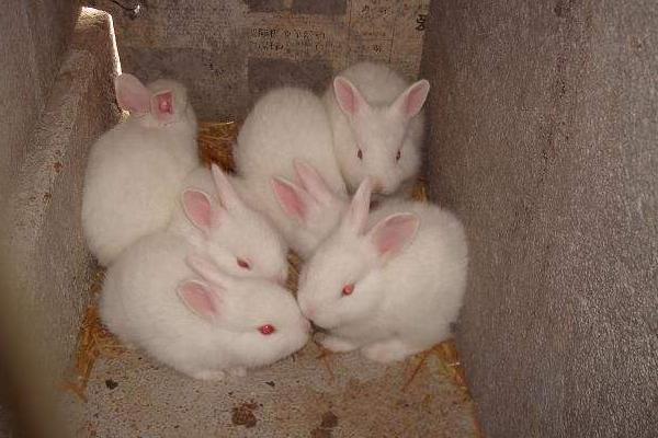 幼兔吃什么 幼兔拉稀怎么辦