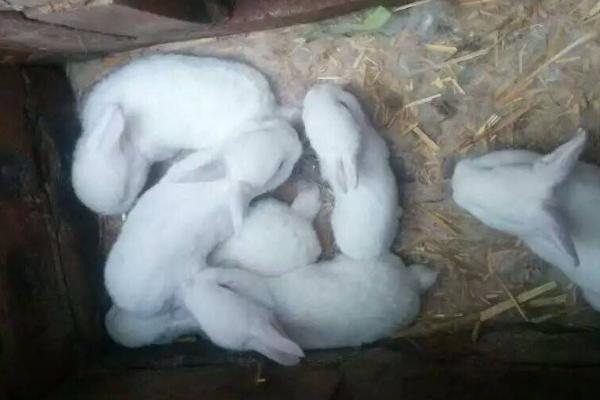 幼兔吃什么 幼兔拉稀怎么辦