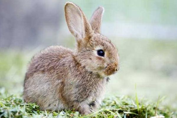 幼兔吃什么 幼兔拉稀怎么辦