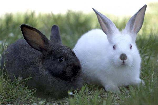 幼兔吃什么 幼兔拉稀怎么辦