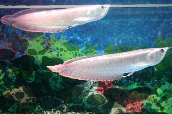 銀龍魚市場價格多少錢一條 如何讓銀龍魚吃飼料