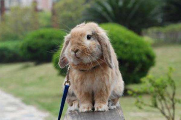 家里養兔子的危害 養兔子對小孩的危害