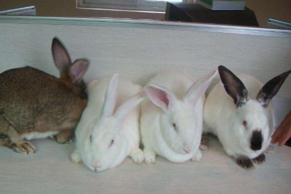 家里養兔子的危害 養兔子對小孩的危害