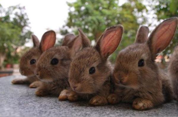 家里養兔子的危害 養兔子對小孩的危害