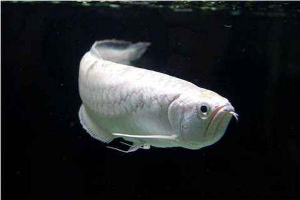 銀龍魚壽命有多長 銀龍魚死了有什么預兆