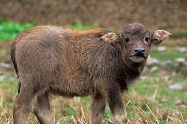 小水牛市場價格多少錢一頭 水牛養殖前景怎么樣