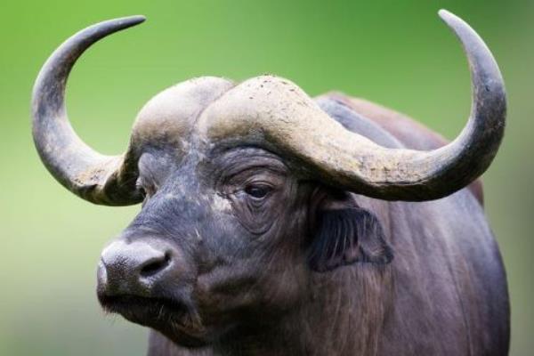 小水牛市場價格多少錢一頭 水牛養殖前景怎么樣