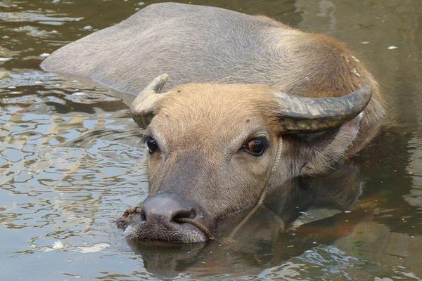 小水牛市場價格多少錢一頭 水牛養殖前景怎么樣