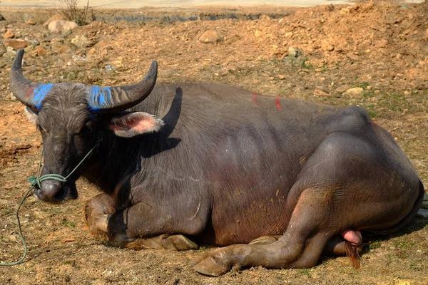小水牛市場價格多少錢一頭 水牛養殖前景怎么樣