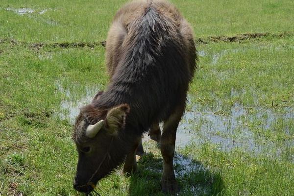 小水牛市場價格多少錢一頭 水牛養殖前景怎么樣
