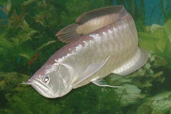銀龍魚為什么在缸底部 銀龍魚趴缸是怎么回事