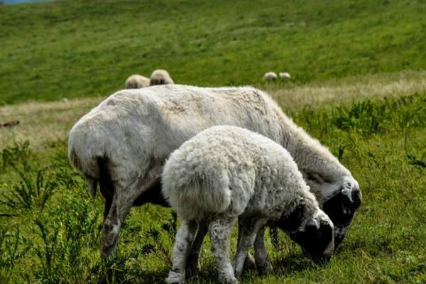羊尾巴怎么做好吃又簡單 羊尾巴像什么