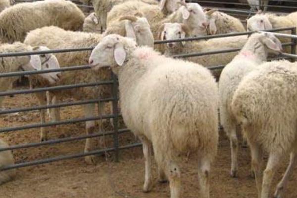 羊尾巴怎么做好吃又簡單 羊尾巴像什么