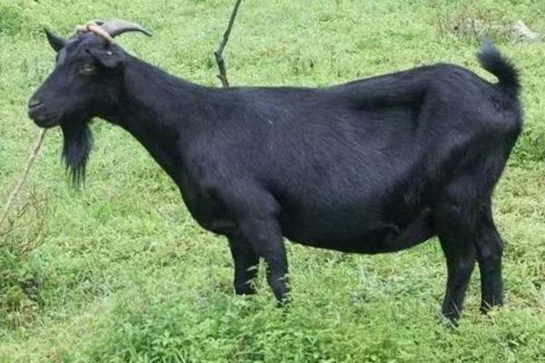 黑山羊羊苗市場價格多少錢一只 黑山羊有哪些品種