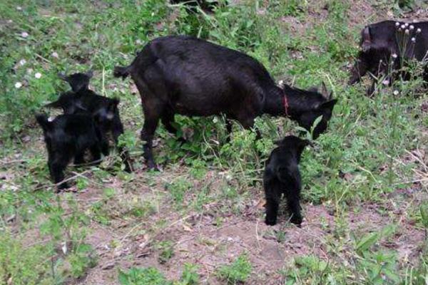 黑山羊羊苗市場價格多少錢一只 黑山羊有哪些品種