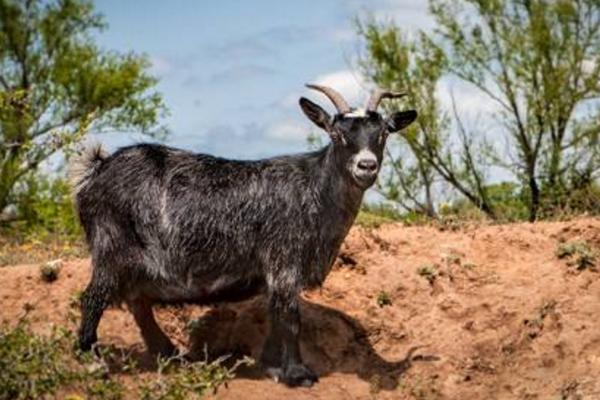 黑山羊羊苗市場價格多少錢一只 黑山羊有哪些品種