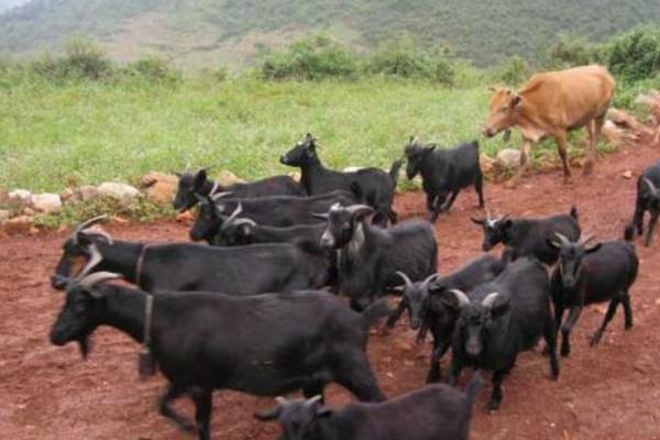 黑山羊羊苗市場價格多少錢一只 黑山羊有哪些品種